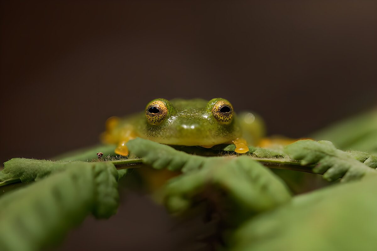 Grüner Frosch, wachsam hinter Blättern