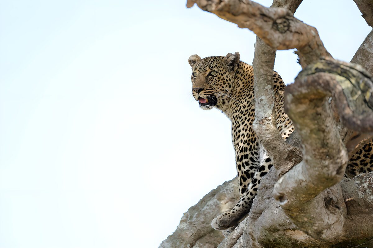 Wachsamer Leopard auf dickem Ast
