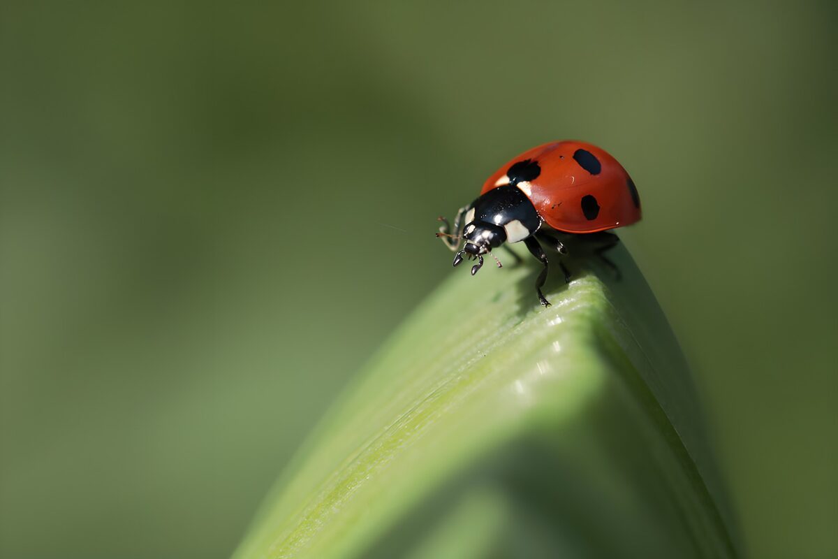 Marienkäfer auf sonniger Blattspitze