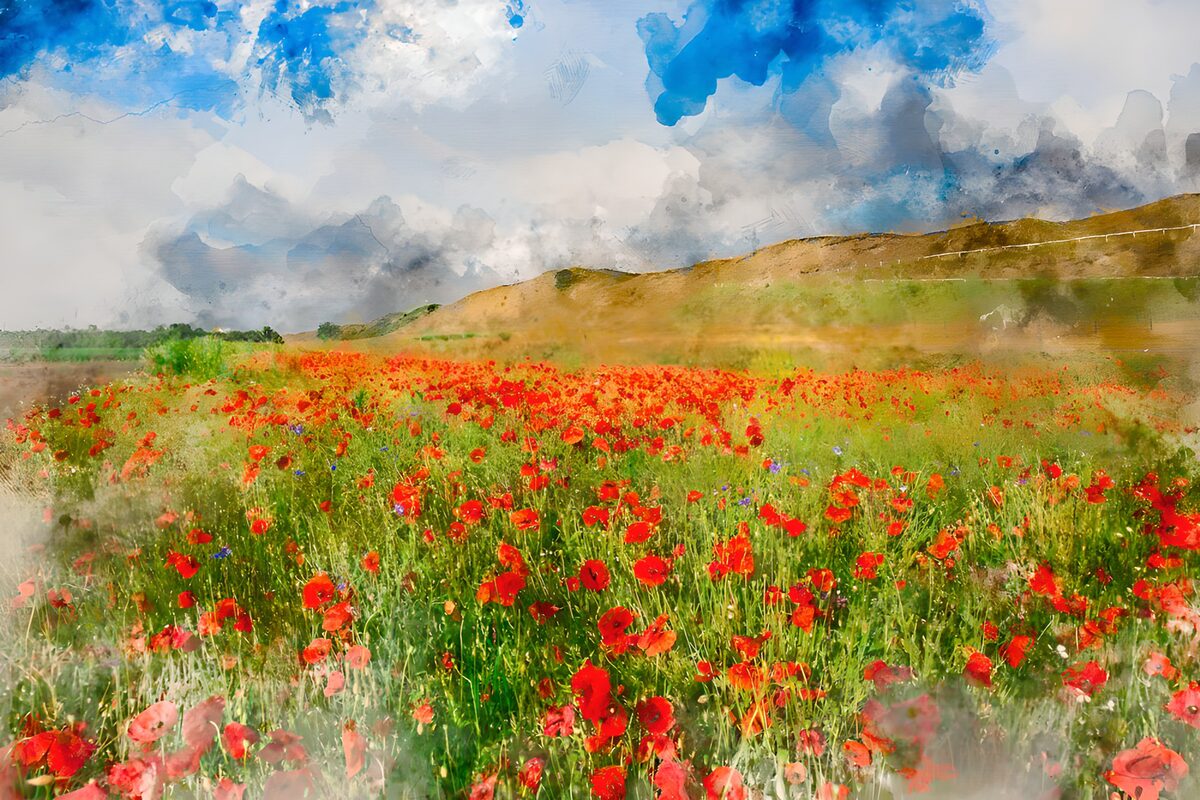 Ein Sommerhimmel voller Mohnrot