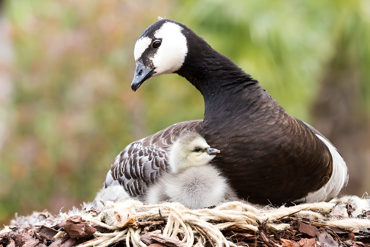 Gans mit Küken im weichen Nest