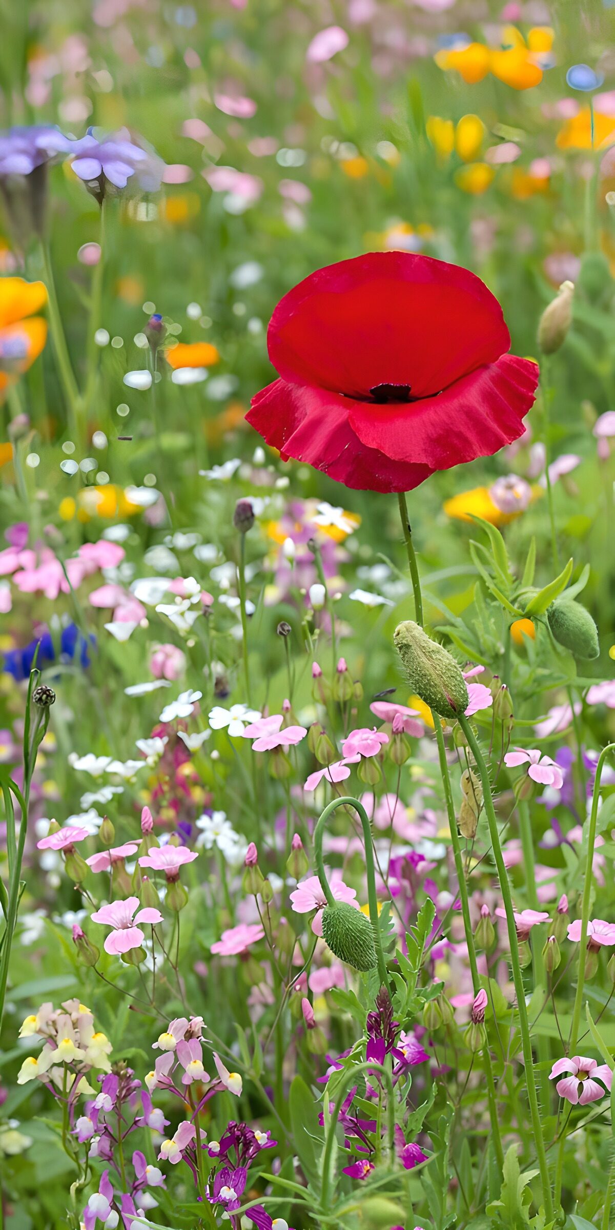 Roter Mohn in bunter Sommerwiese