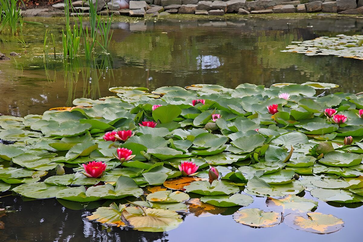 Rosa Seerosen träumen auf dunklem Wasser