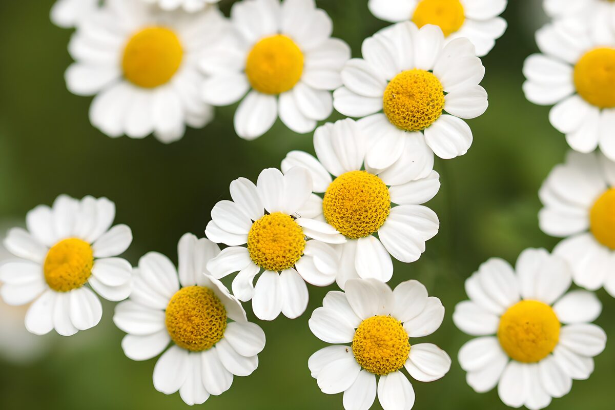 Weiße Blüten vor zartem Grün