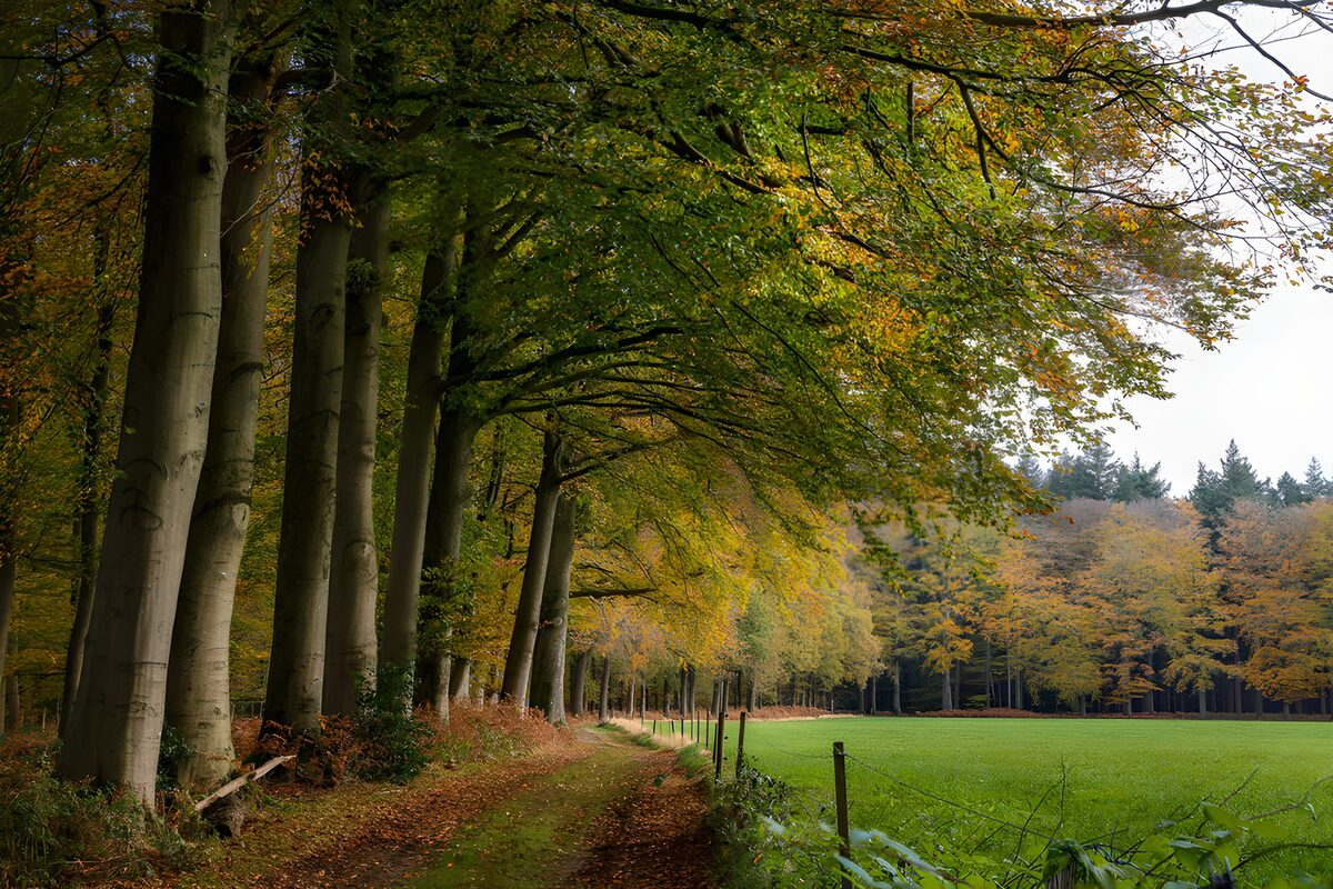 Herbstlicher Buchenweg am Wiesenrand
