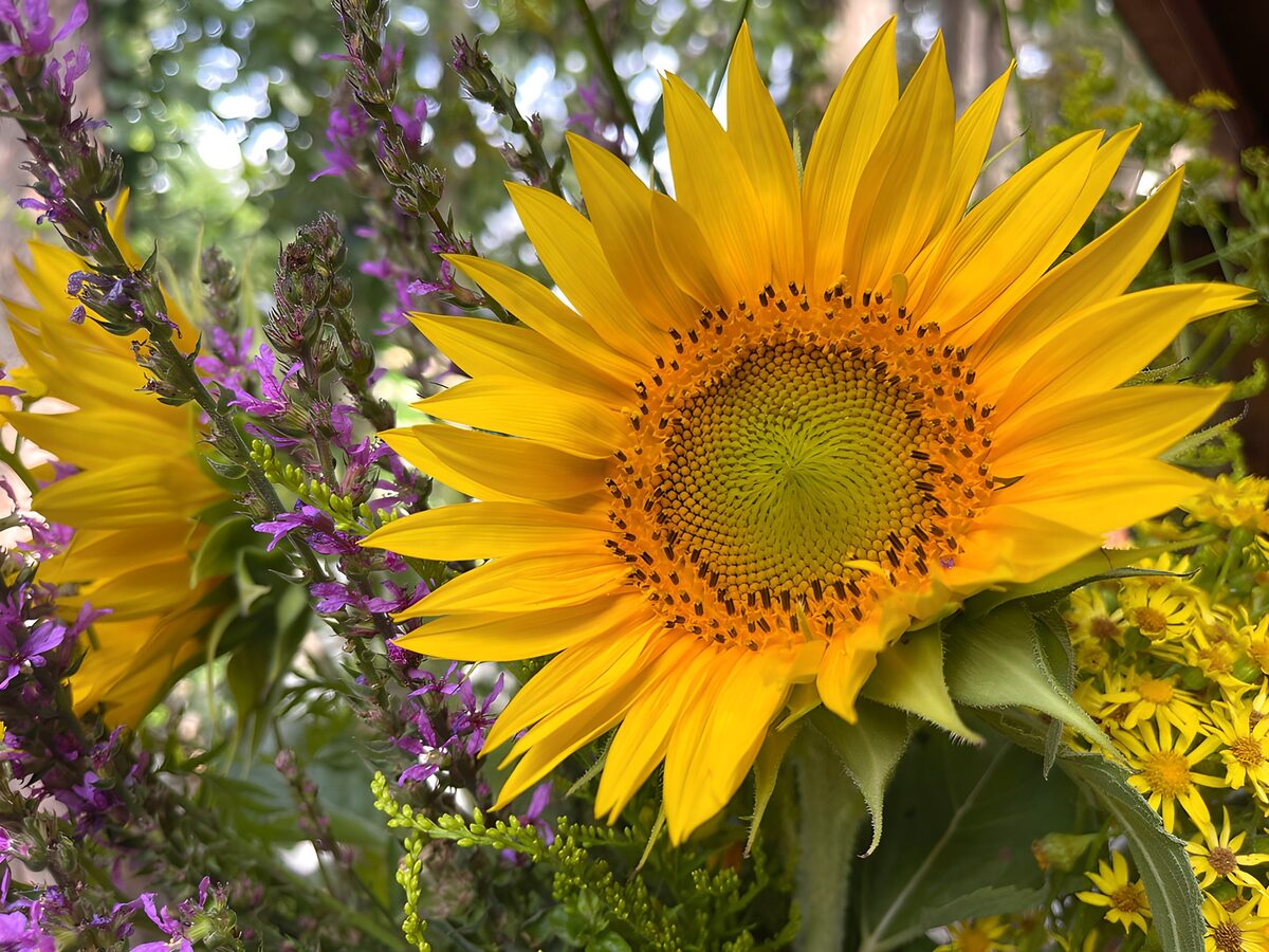 Sonnenblume zwischen violetten Blüten
