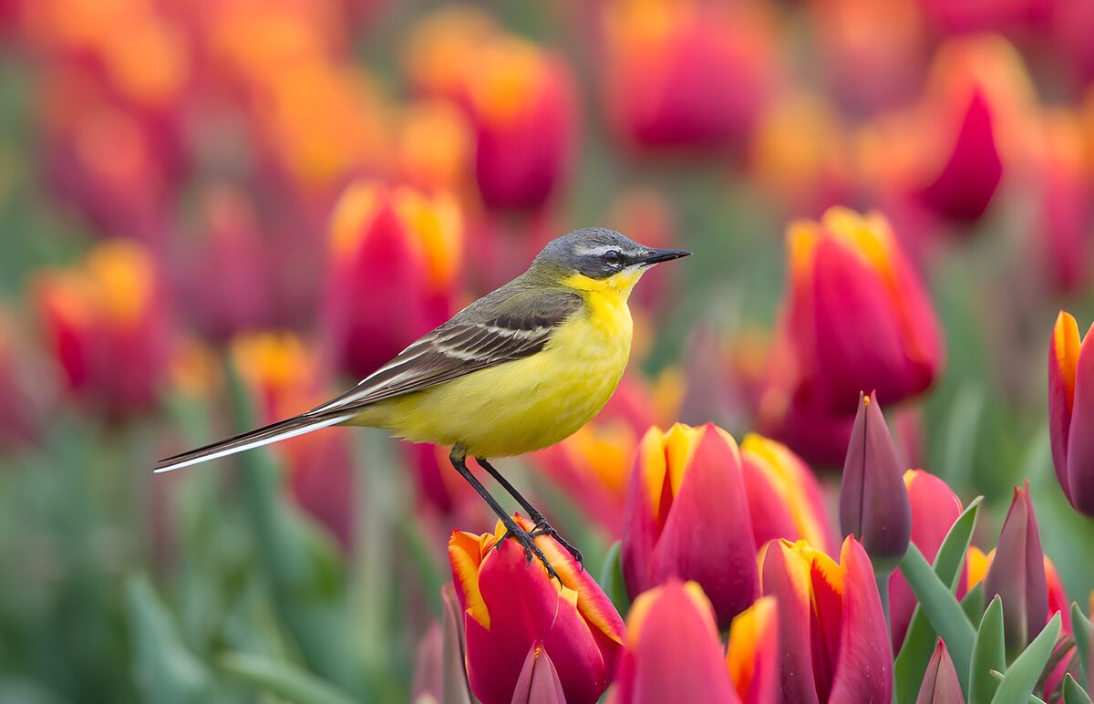 Schafstelze auf rot-gelber Tulpe