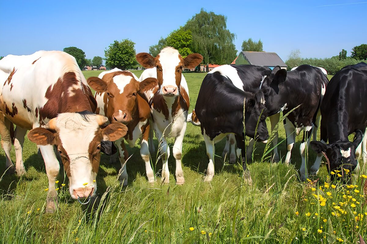 Kühe auf der blühenden Sommerweide