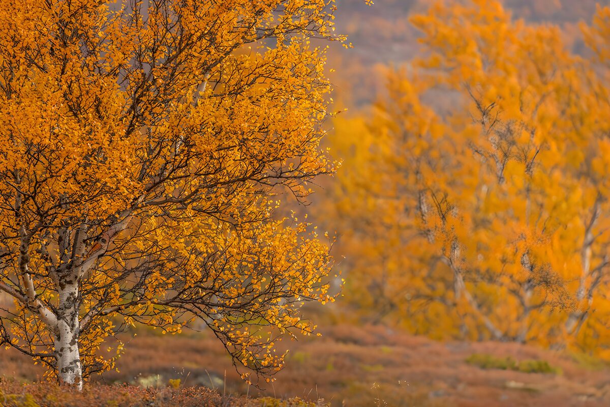 Herbstbirke in warmem Gelb und Orange