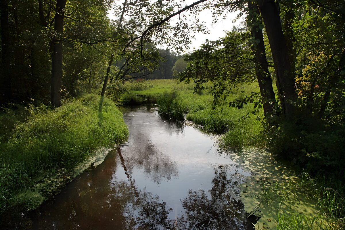 Waldbach mit grünen Ufern im Schatten