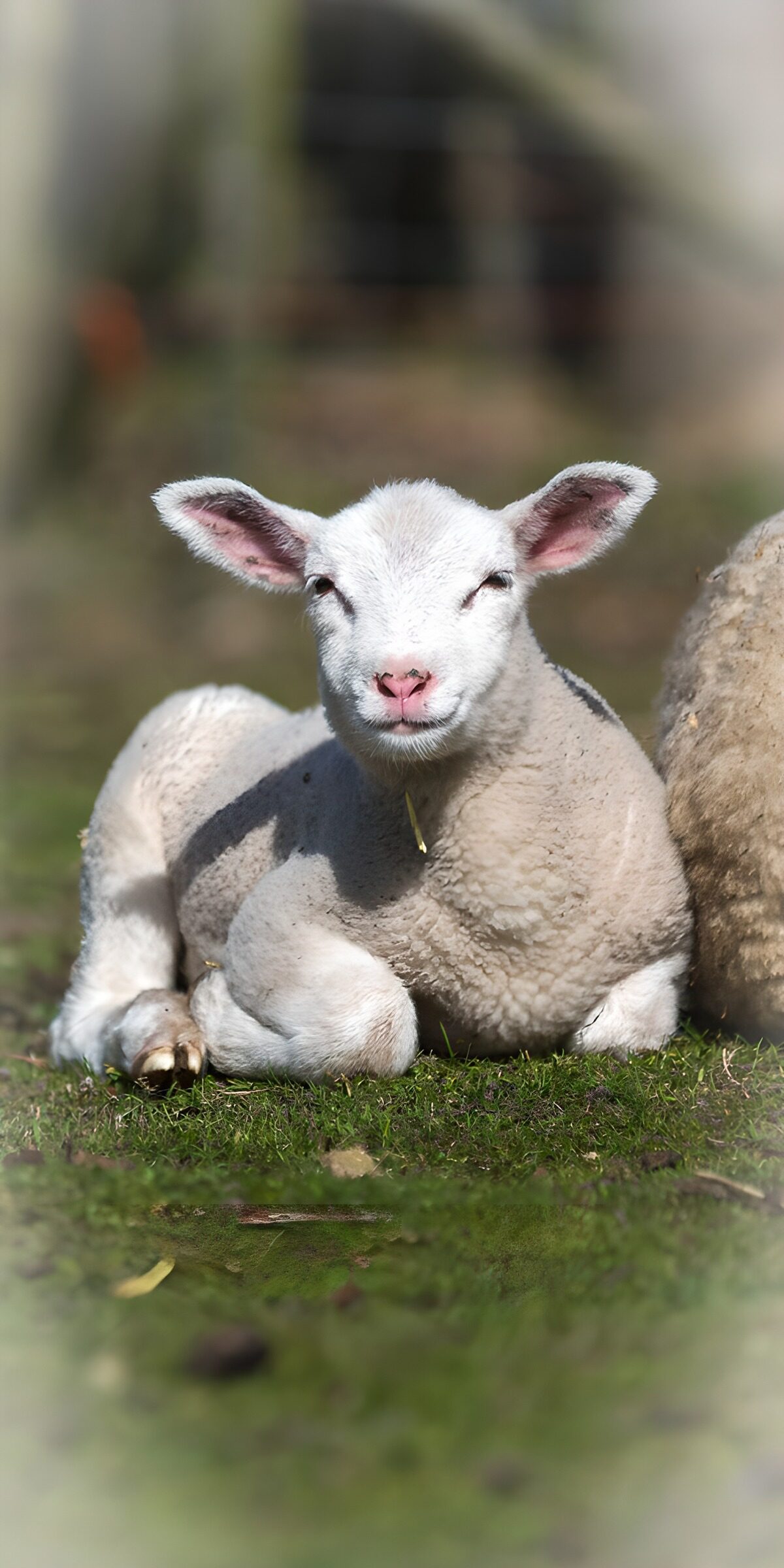 Weißes Lamm bei der Rast im Gras