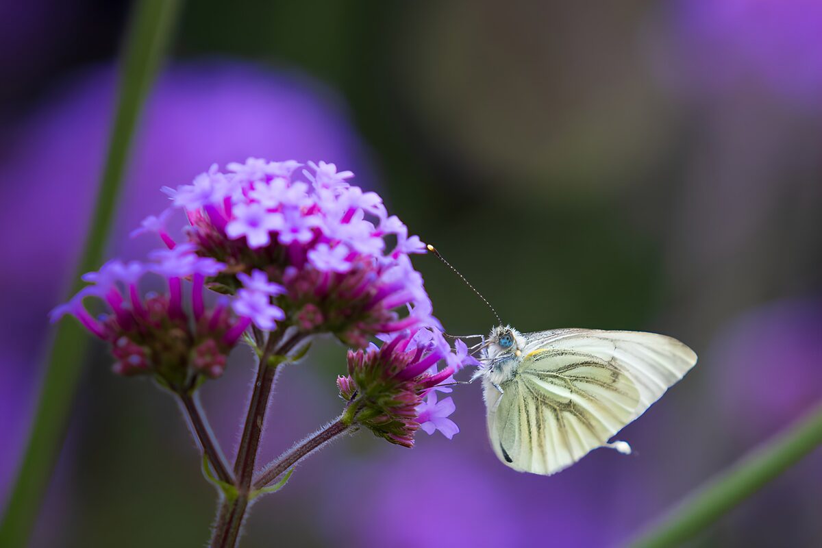Weißer Falter auf violetten Blüten