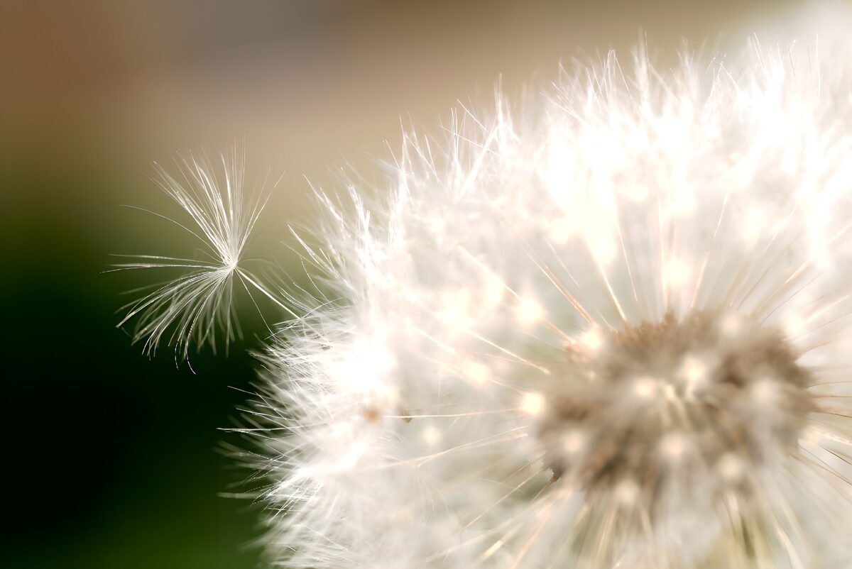 Pusteblume im warmen Gegenlicht