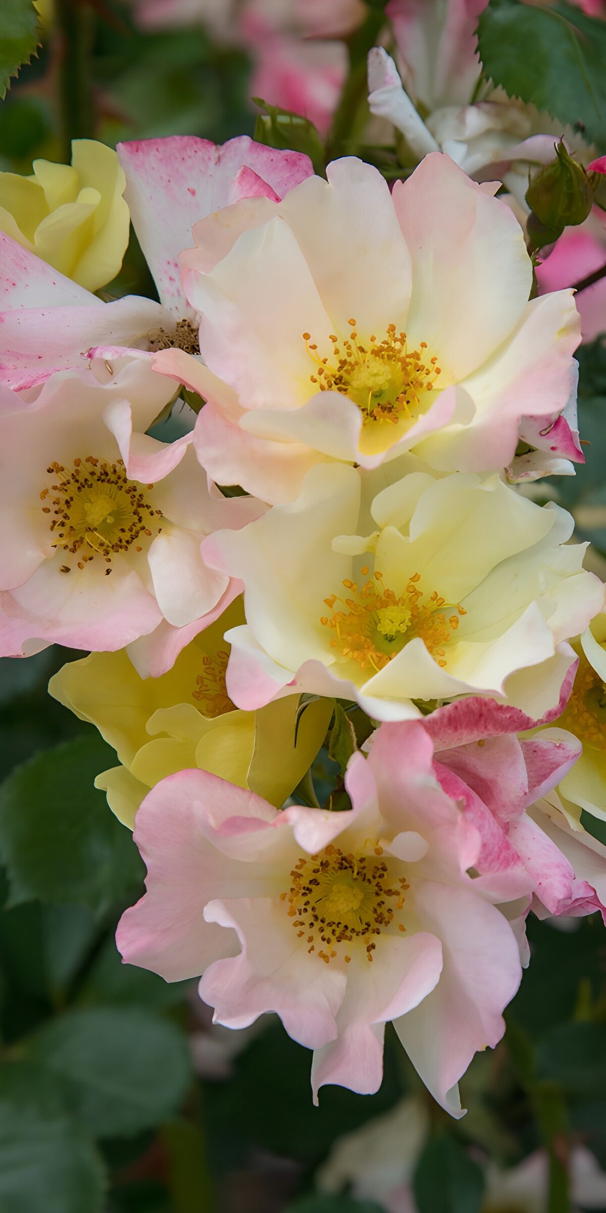 Zarte Rosen in Rosa, Weiß und Gelb