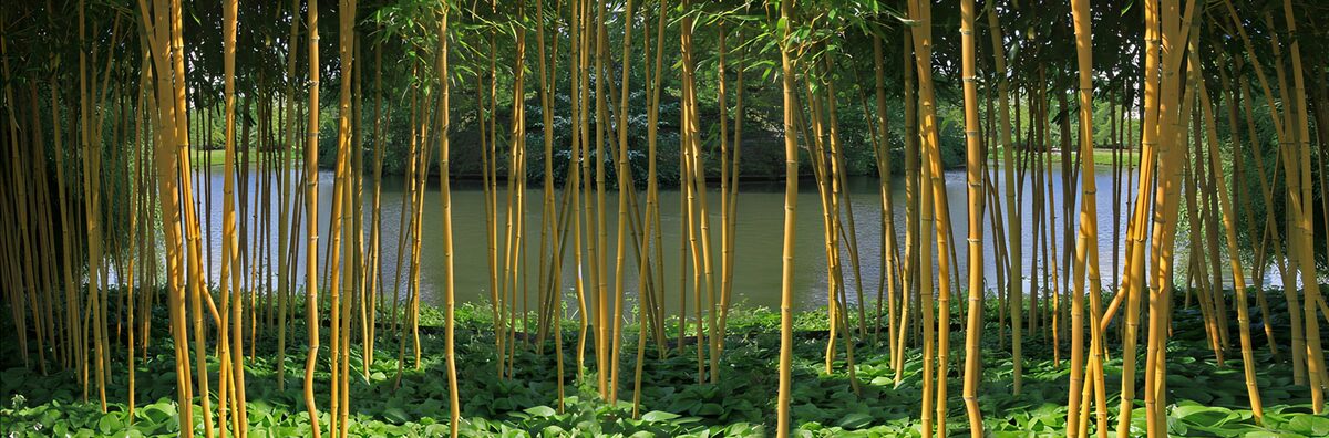 Goldgelber Bambus am schattigen Teich