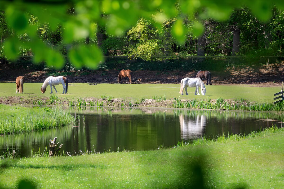 Pferde auf der Sonnenweide am Teich