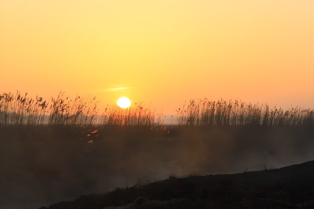 Tiefe Sonne hinter dunklem Schilf