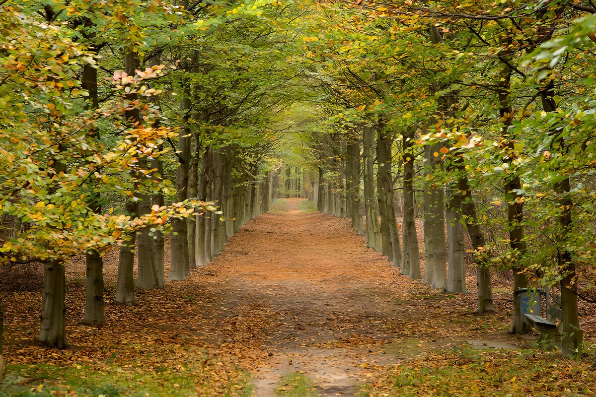 Herbstliche Waldallee im sanften Licht
