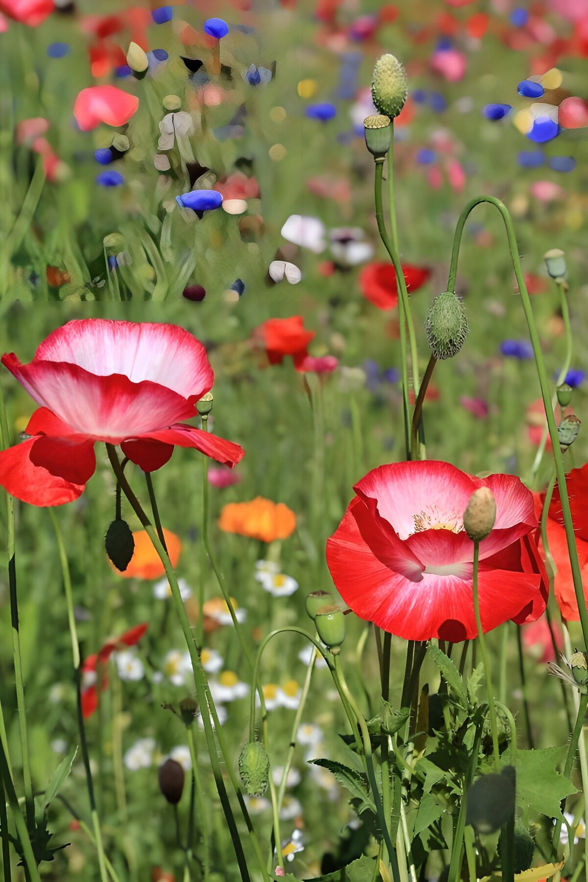 Rot-weißer Mohn auf sonniger Blumenwiese