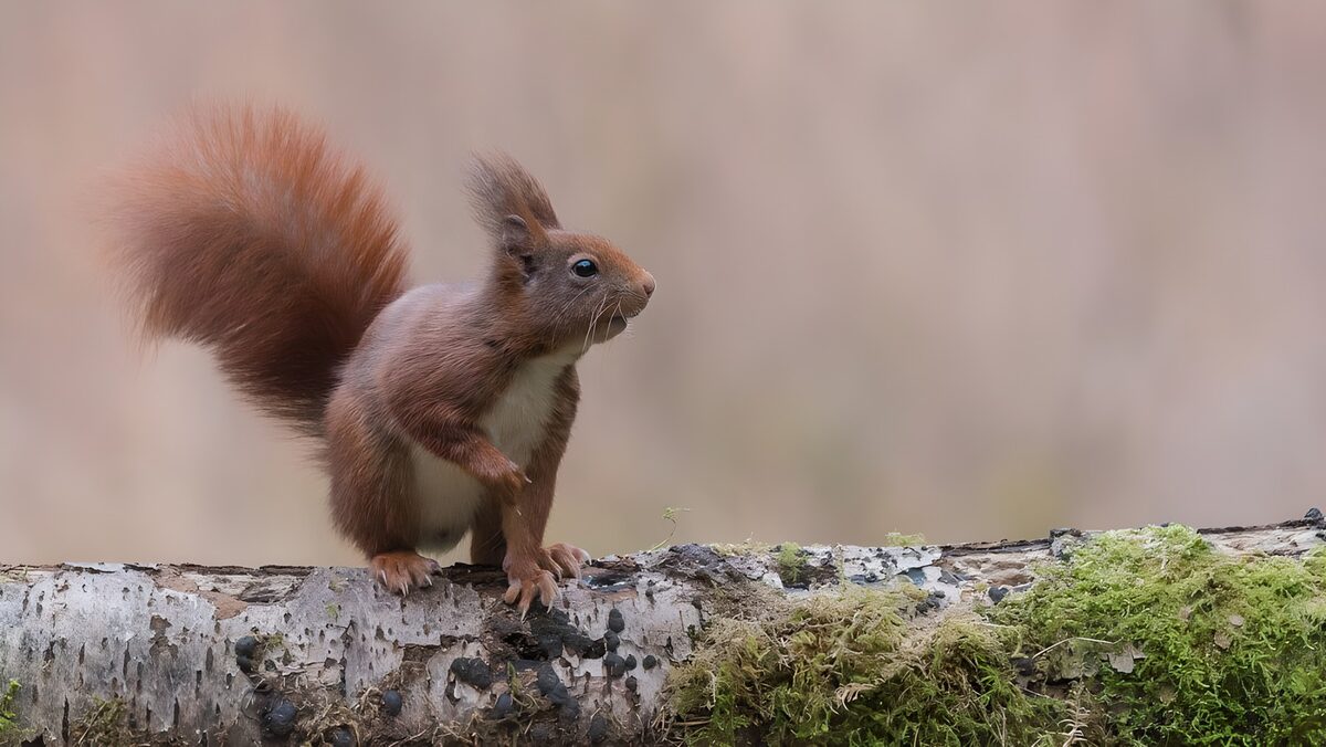 Rotes Eichhörnchen auf einem Baumstamm