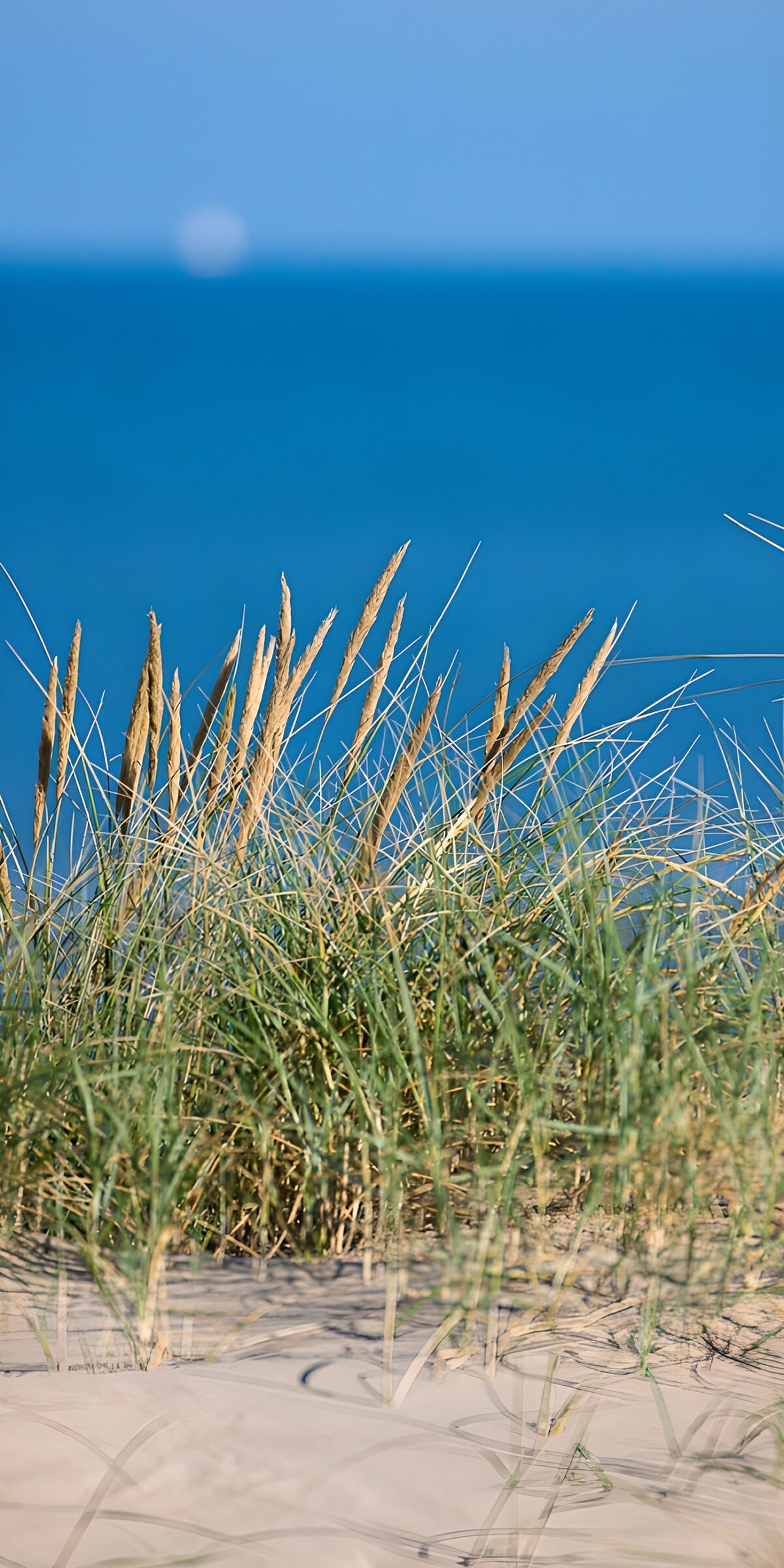 Goldene Halme, weites Blau