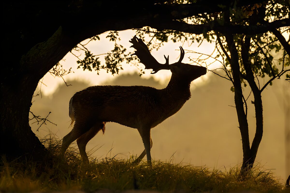 Hirsch im goldenen Abendlicht