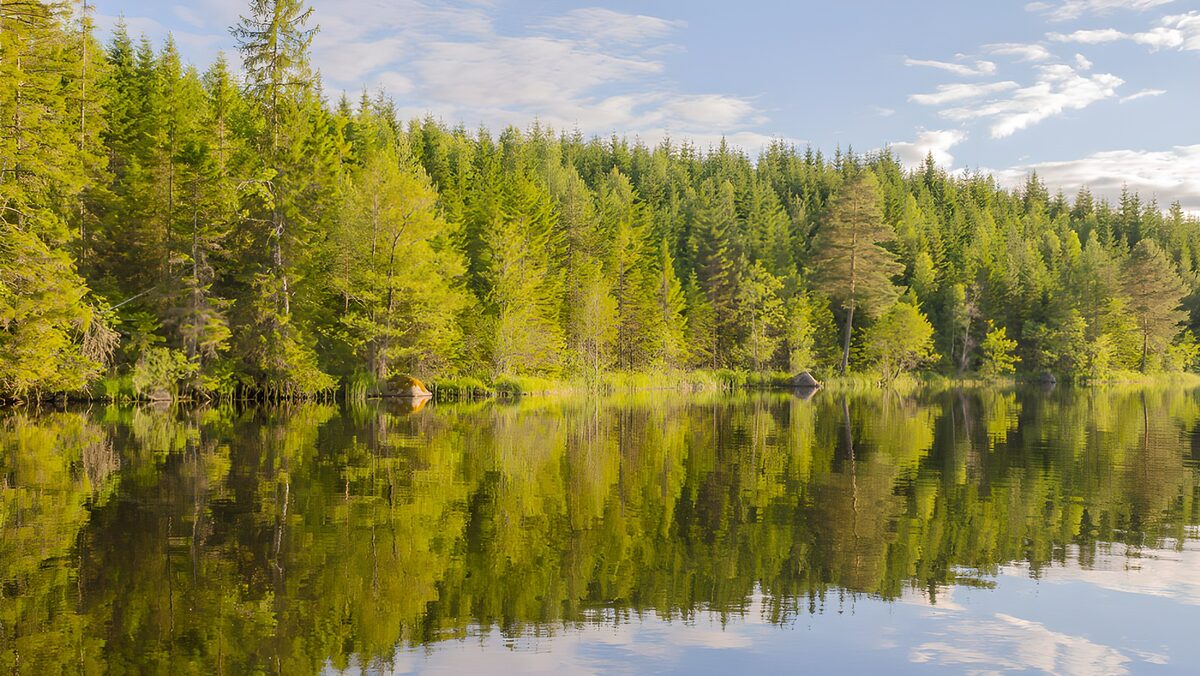 Wald und Wolken im stillen See