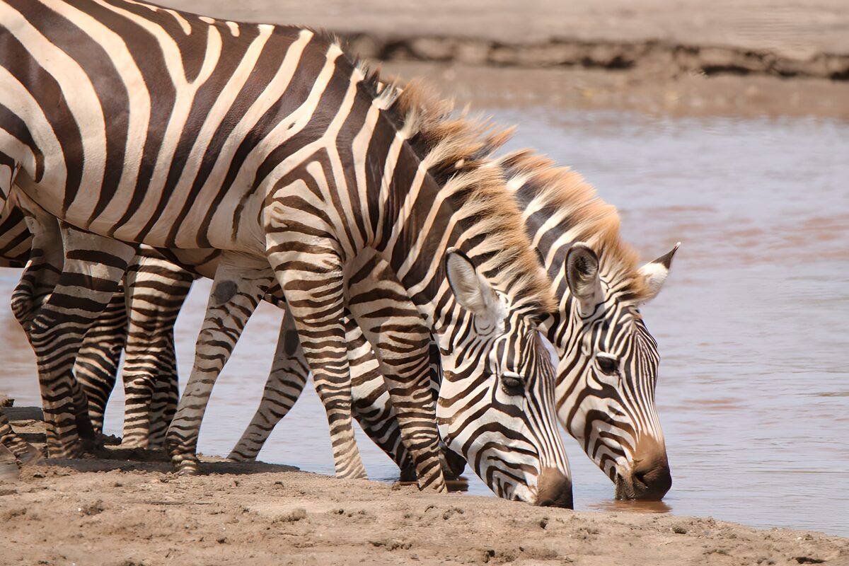 Zebras beim Trinken am stillen Ufer