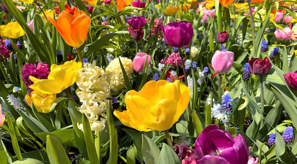 Tulpen und Hyazinthen im Frühlingslicht