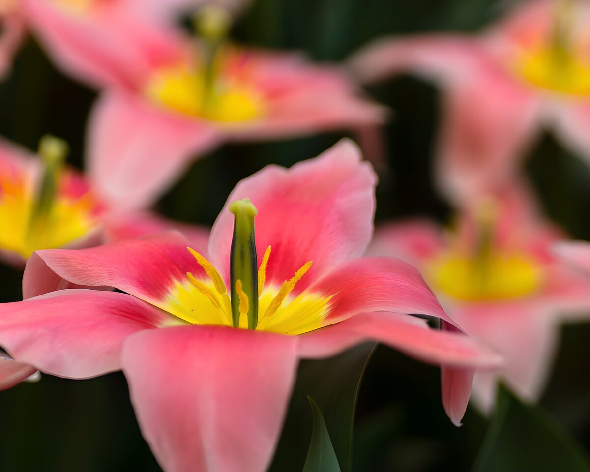 Rosa Tulpe mit leuchtend gelber Mitte