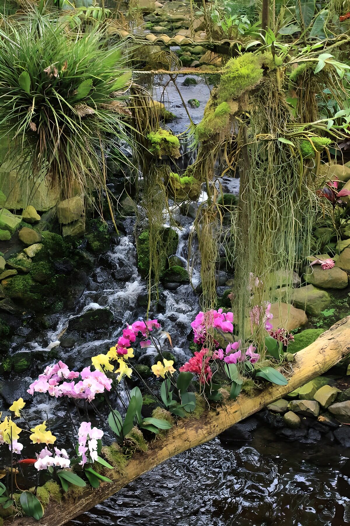 Orchideen am moosgrünen Wasserfall
