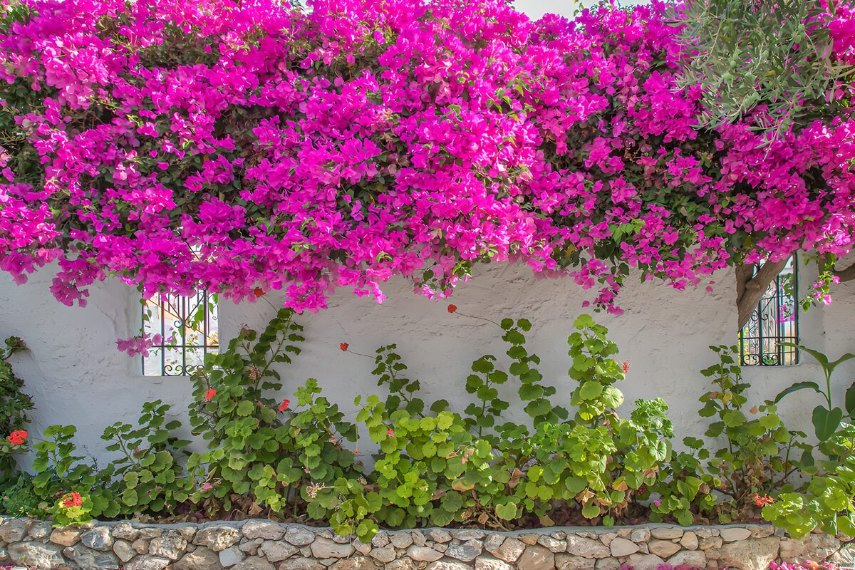 Pinke Bougainvillea an weißer Gartenmauer