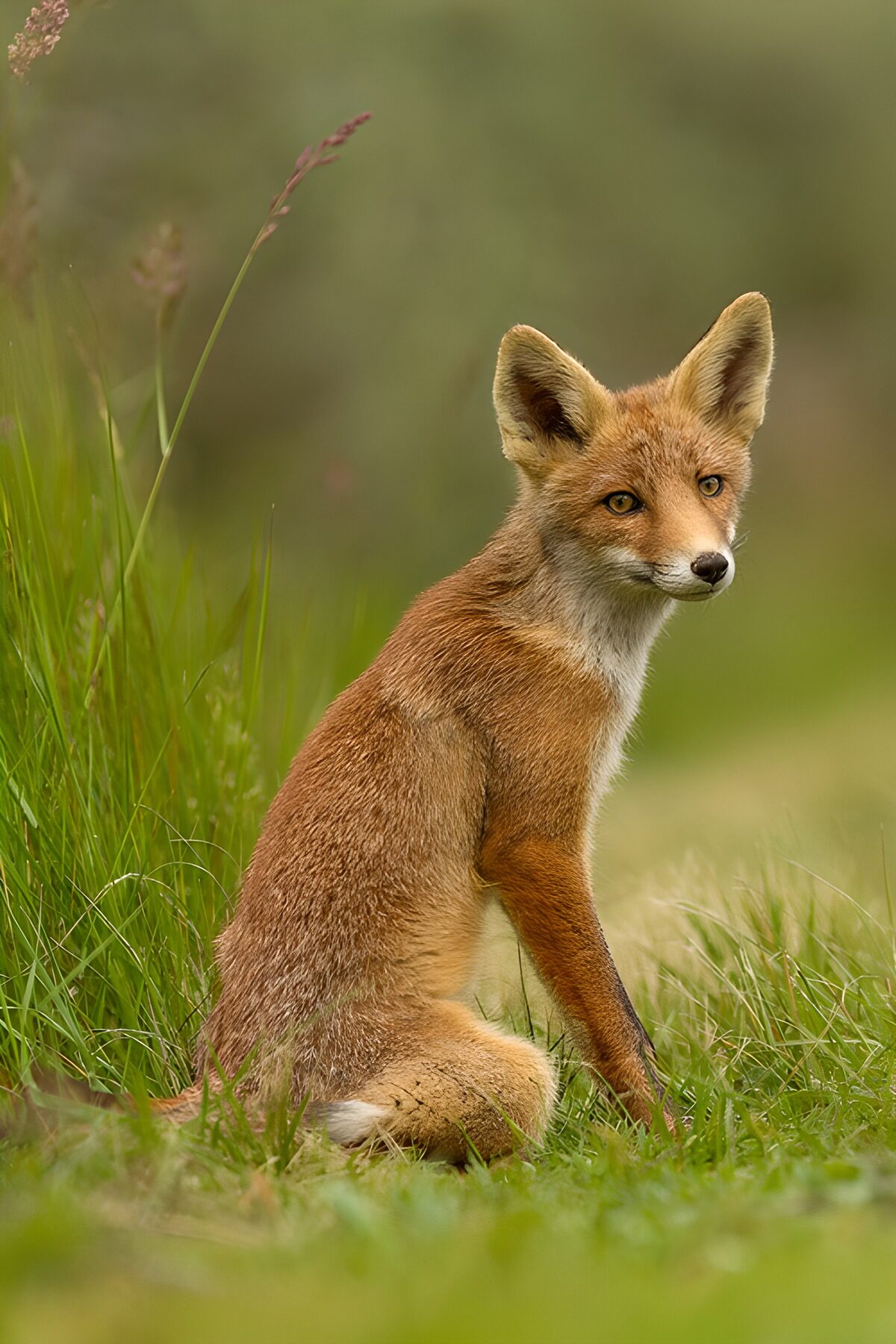 Junger Rotfuchs im hohen Gras