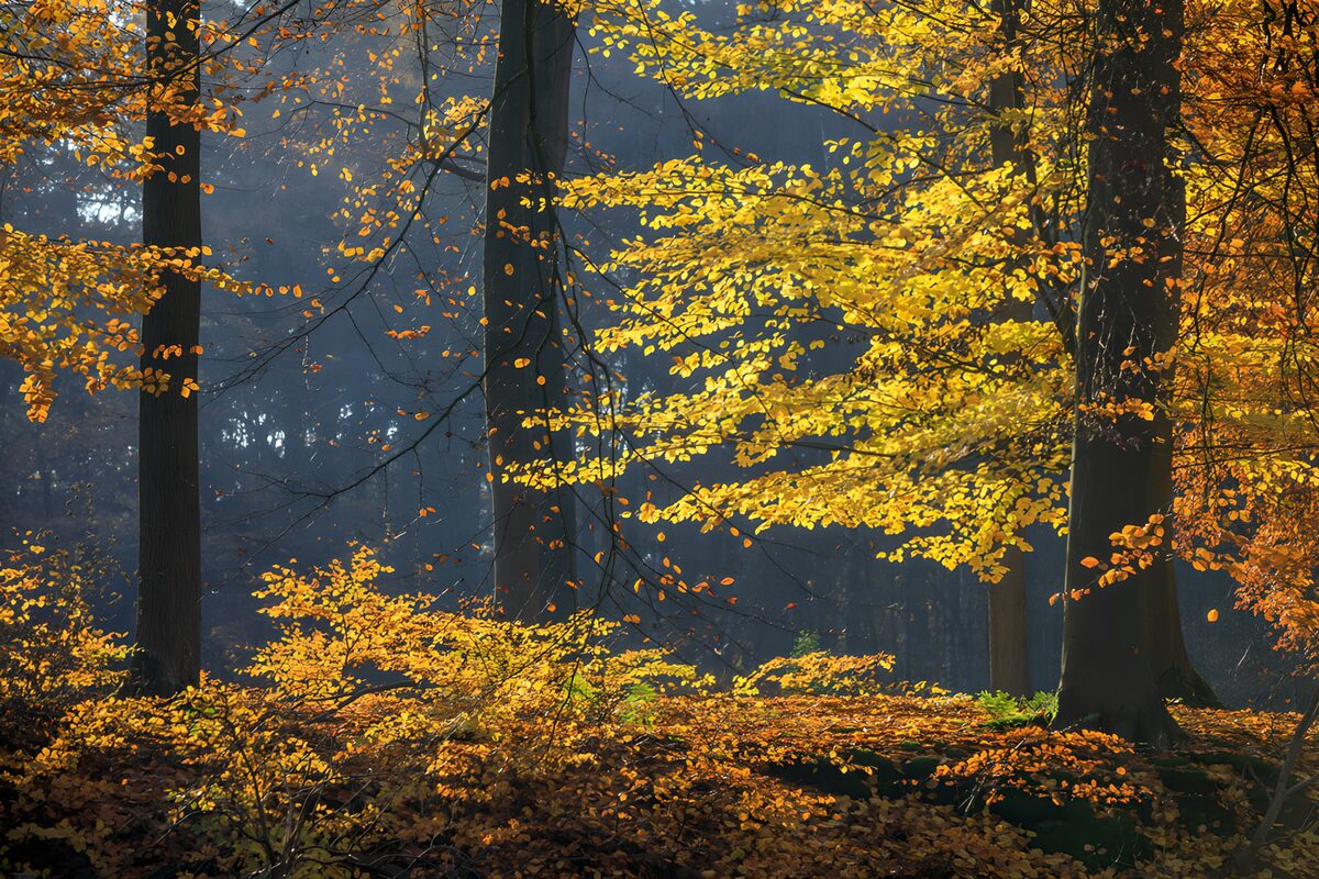 Herbstwald in Gelb und Orange