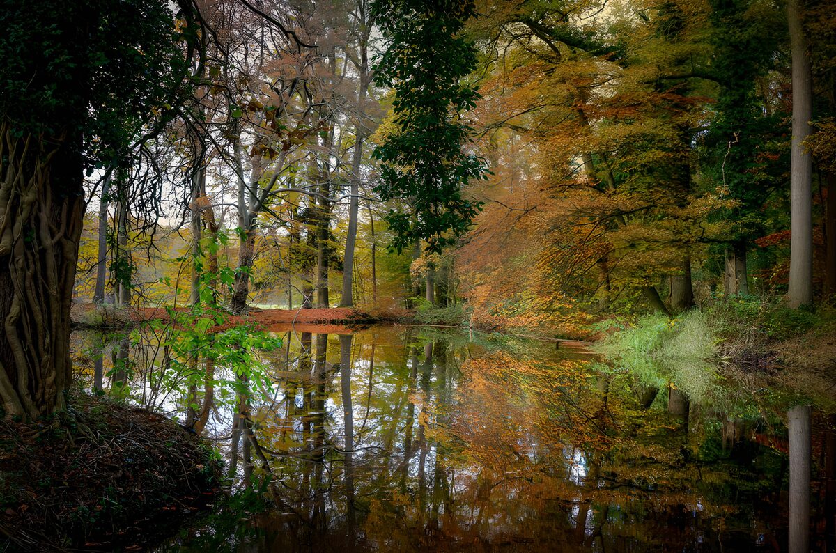 Herbstlicher Waldteich mit Spiegelungen