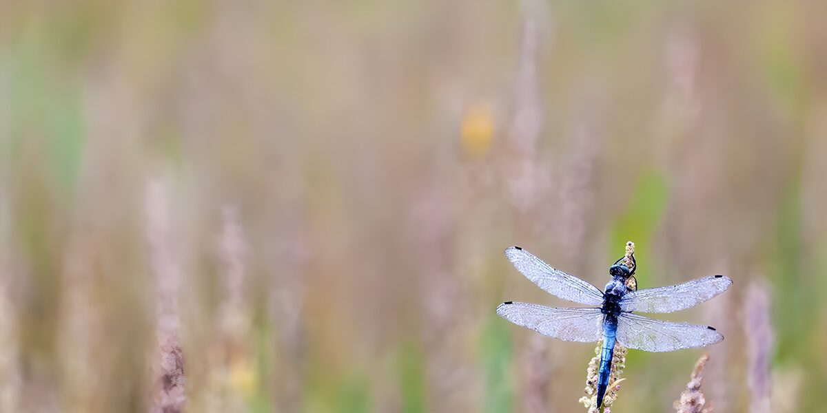 Blaue Libelle in sanftem Wiesenlicht