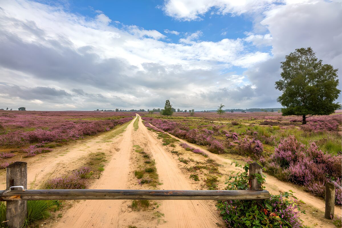 Sandweg durch die weite Blütenheide