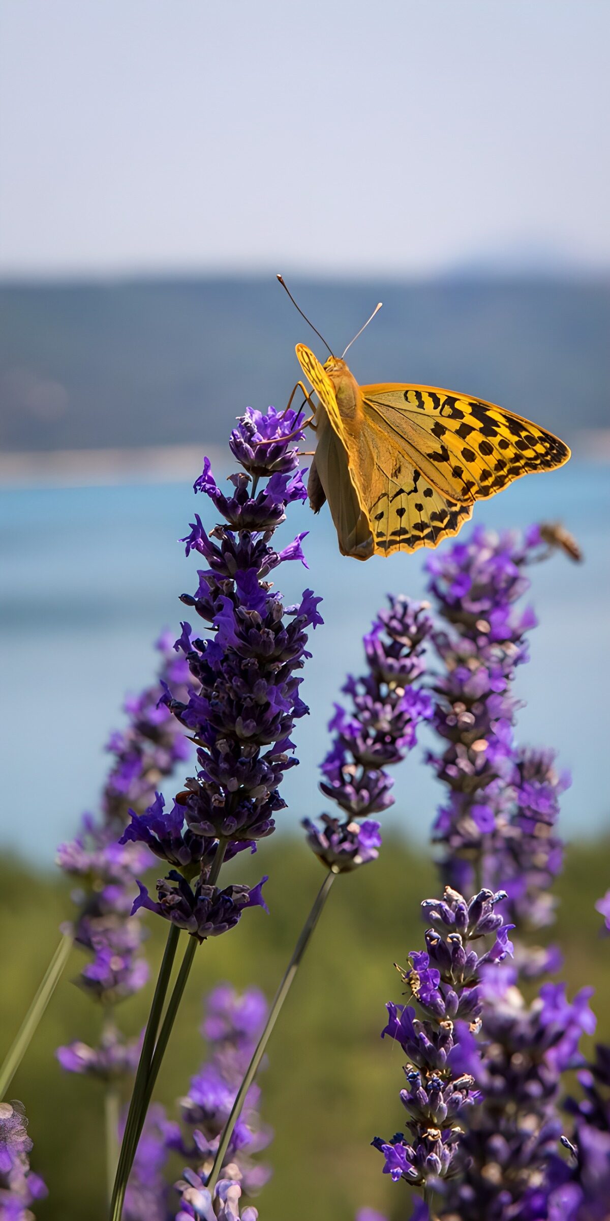 Schmetterling auf violettem Lavendel