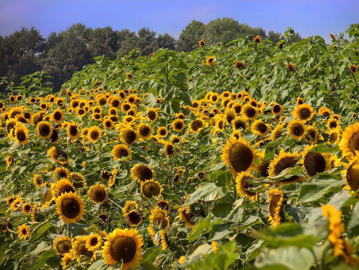 Sonnenblumen, ein Sommer in Gold