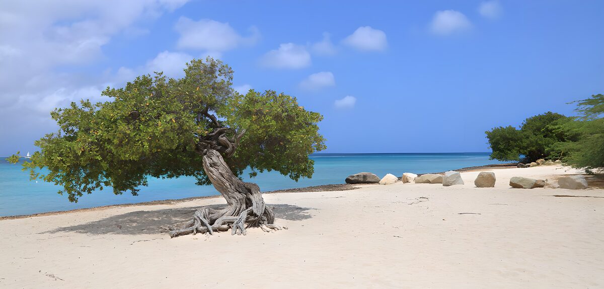 Küstenbaum am hellen Sandstrand