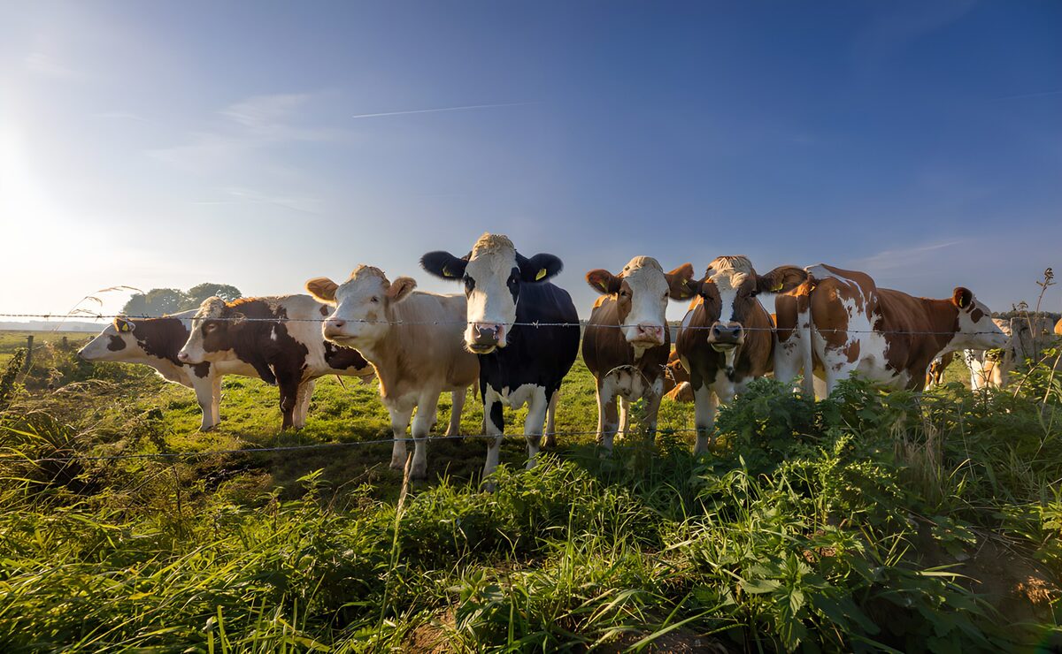 Kühe am Weidezaun im warmen Sonnenlicht