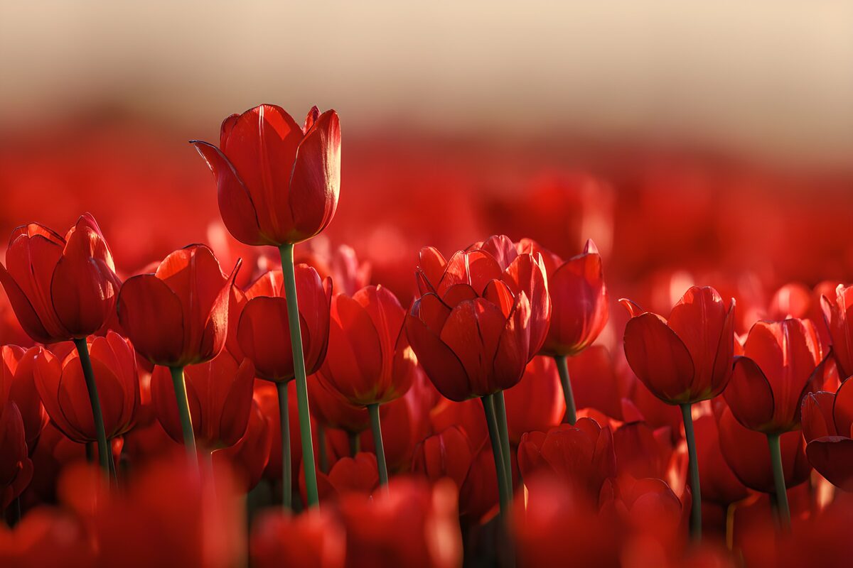 Rote Tulpen im warmen Sonnenlicht