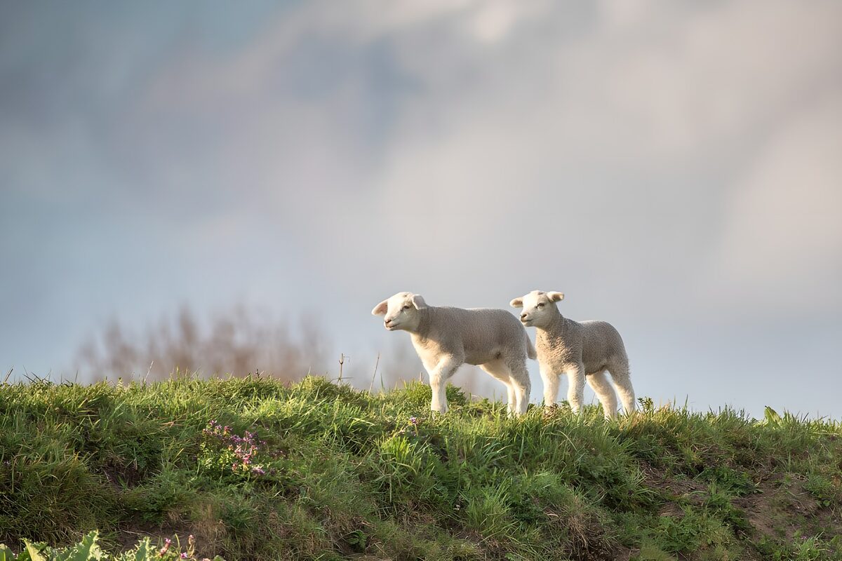 Zwei Lämmer im sanften Licht auf dem Hügel