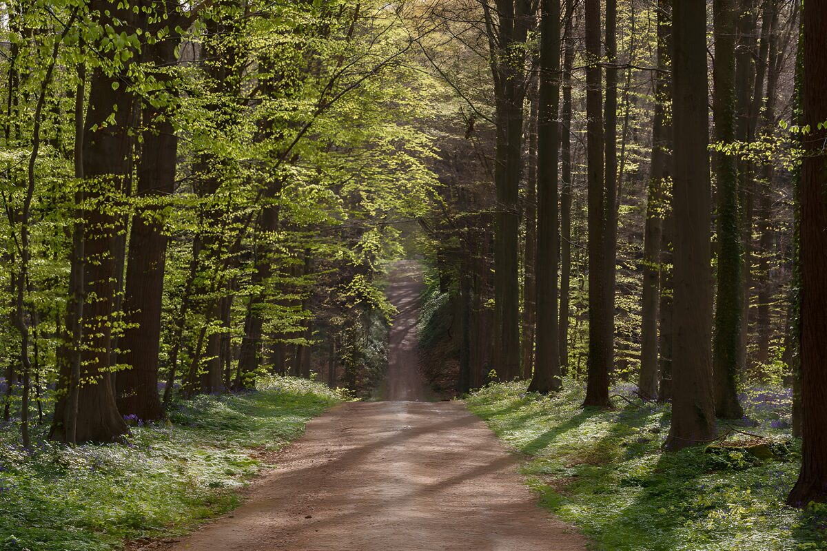 Waldweg im warmen Frühlingslicht