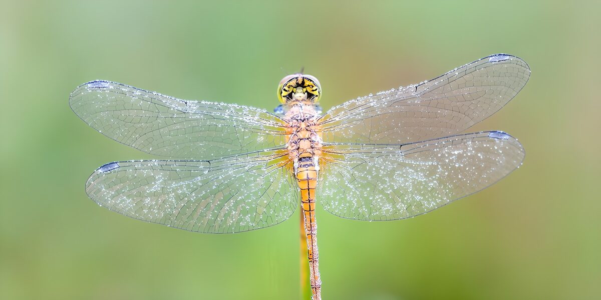 Gelbe Libelle mit Tropfen auf den Flügeln