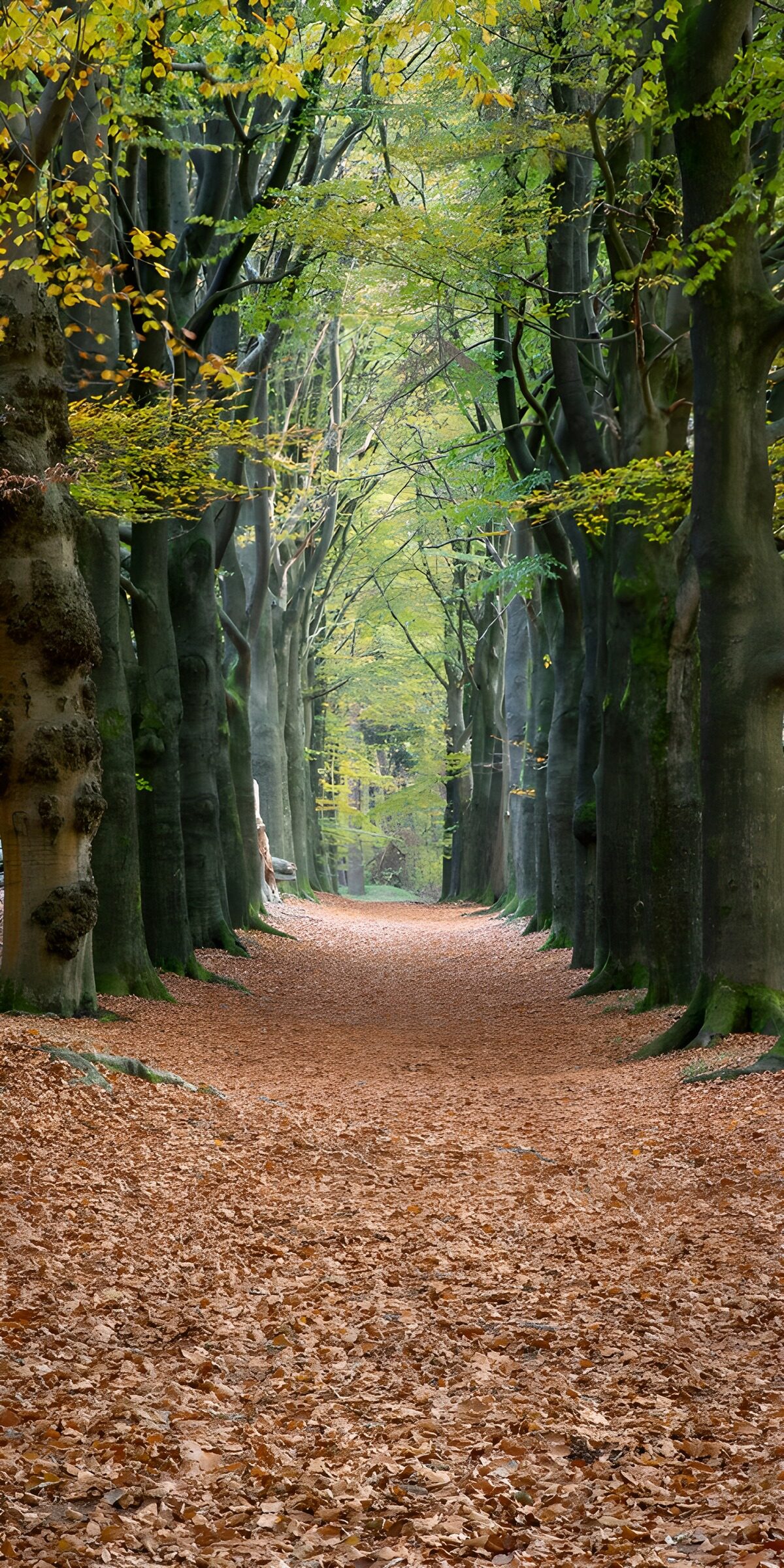 Herbstweg zwischen hohen Buchen