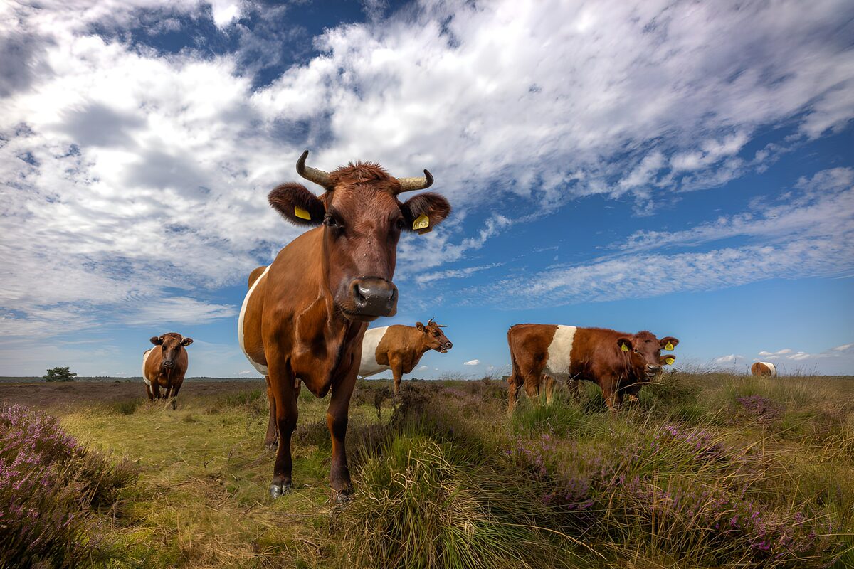 Braun-weiße Rinder in offener Heide