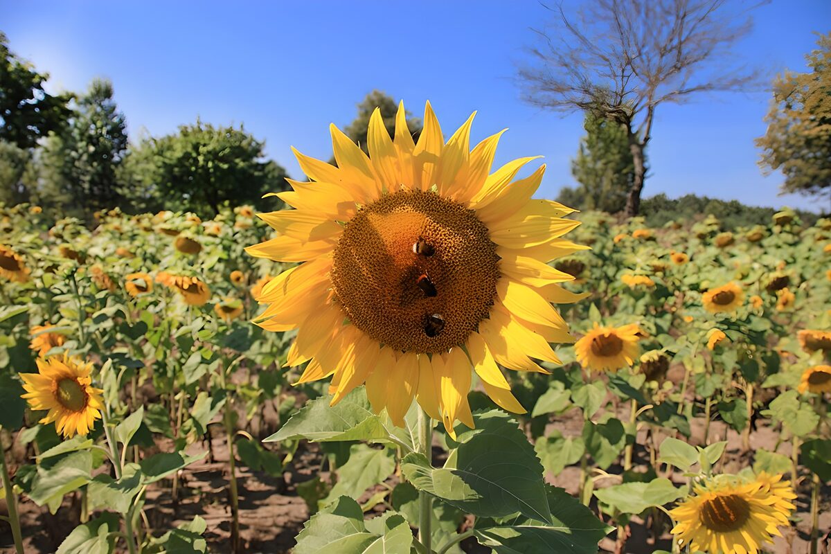Eine Sonnenblume voller Sommergold