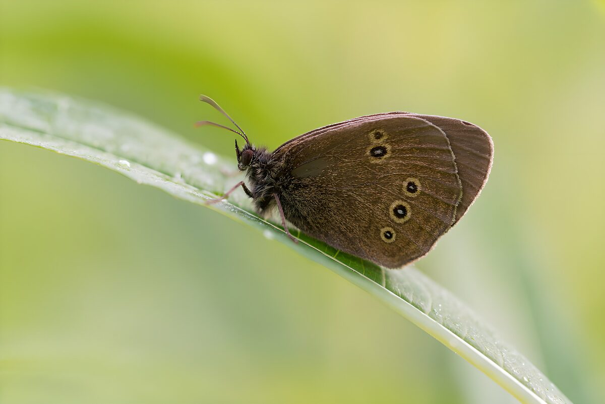 Brauner Schmetterling in sanftem Licht
