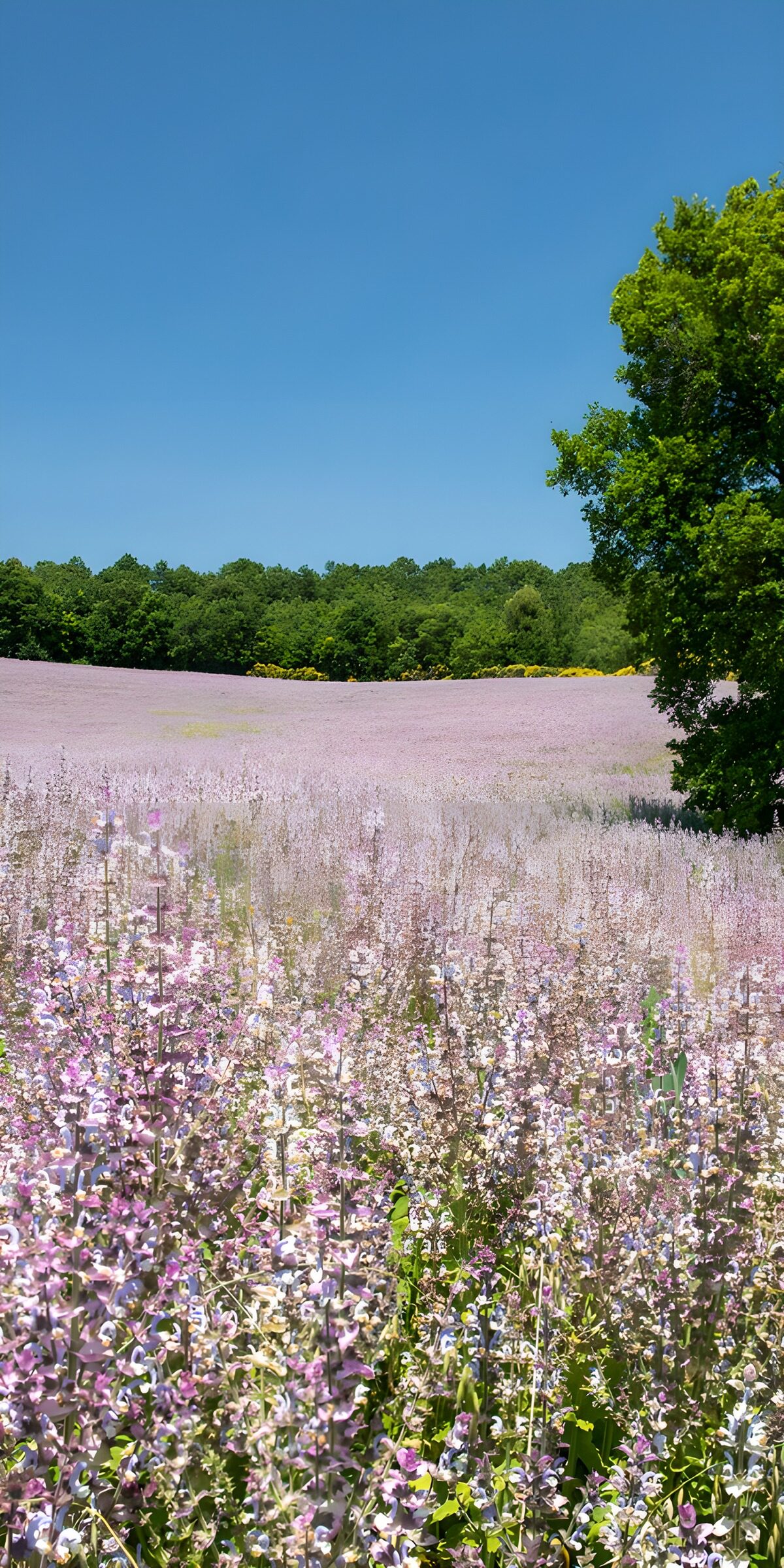 Rosa Blütenfeld unter blauem Himmel
